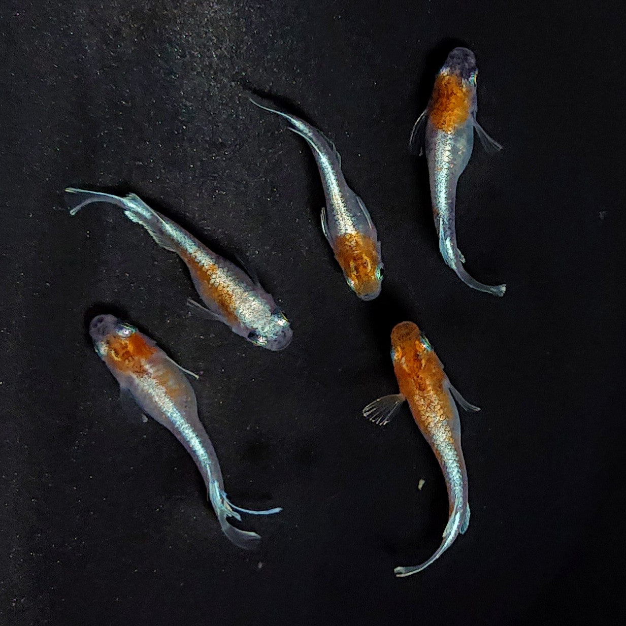 【現物】【上物】菊銀紅玉　5匹　オス3メス2　3693
