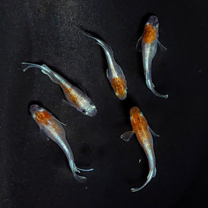 【現物】【上物】菊銀紅玉　5匹　オス3メス2　3693