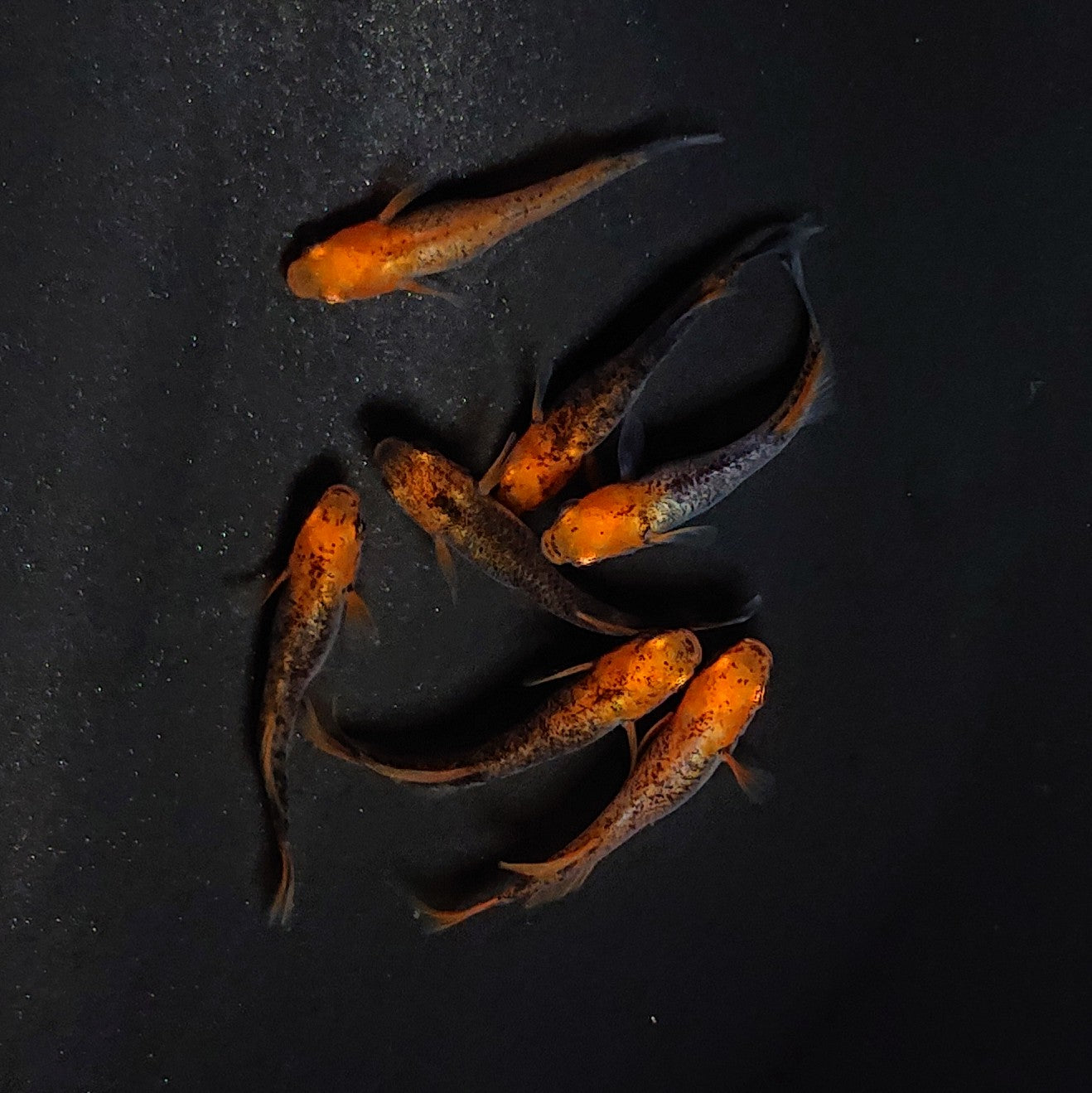 【現物】かぐや　7匹　オス3メス4　3695