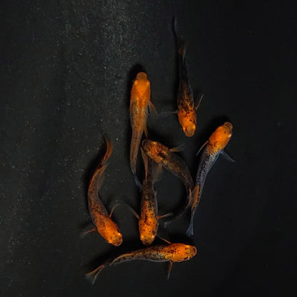 【現物】かぐや　7匹　オス3メス4　3695