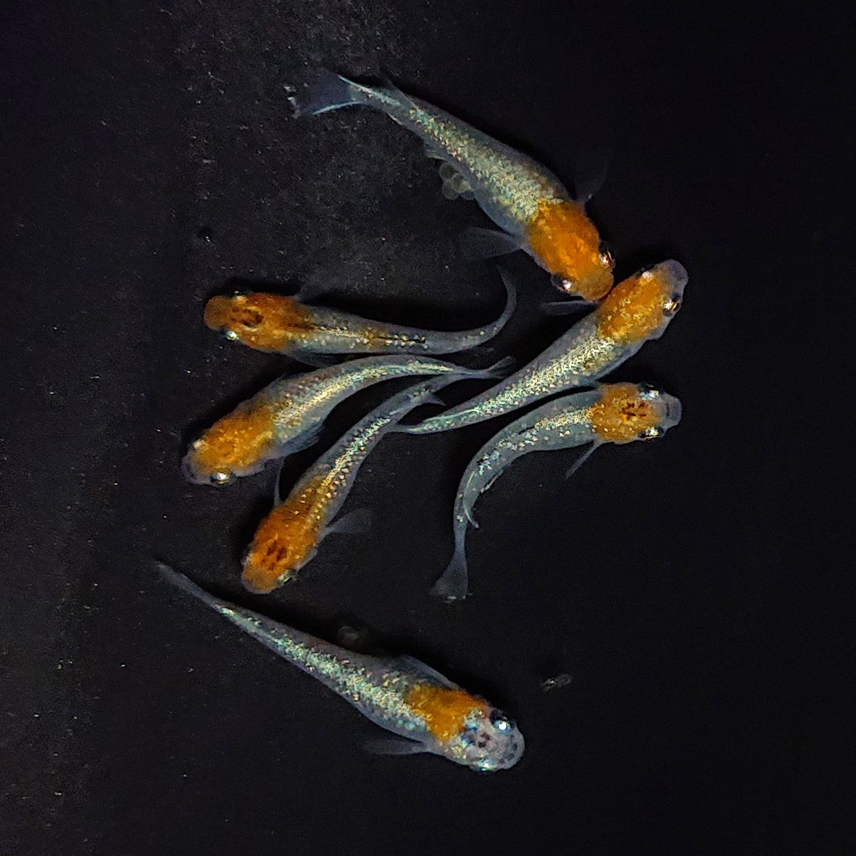 【現物】【上物】煌体外光　7匹　オス3メス4　3696