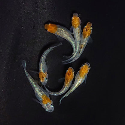 【現物】【上物】煌体外光　7匹　オス3メス4　3696