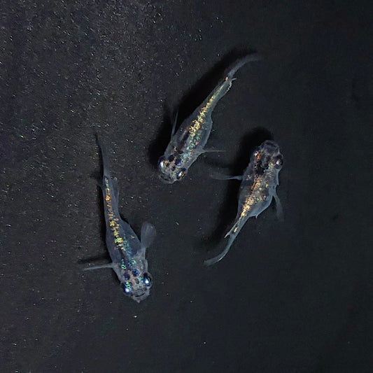 【現物】【NEW】カーバンクルブルーだるま（大川系カガミ鱗）　3匹　オス1メス2　3692