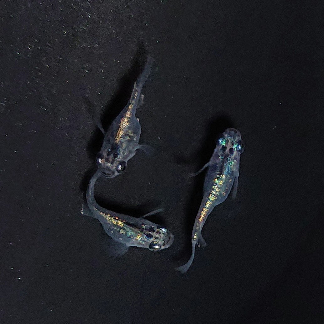 【現物】【NEW】カーバンクルブルーだるま（大川系カガミ鱗）　3匹　オス1メス2　3692
