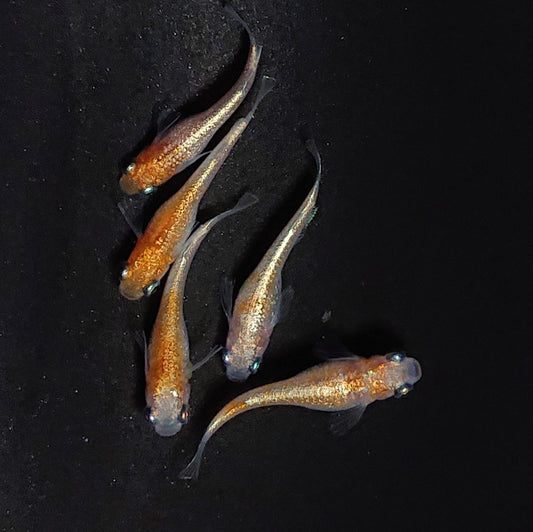 【現物】王彗華　5匹　オス3メス2　3697