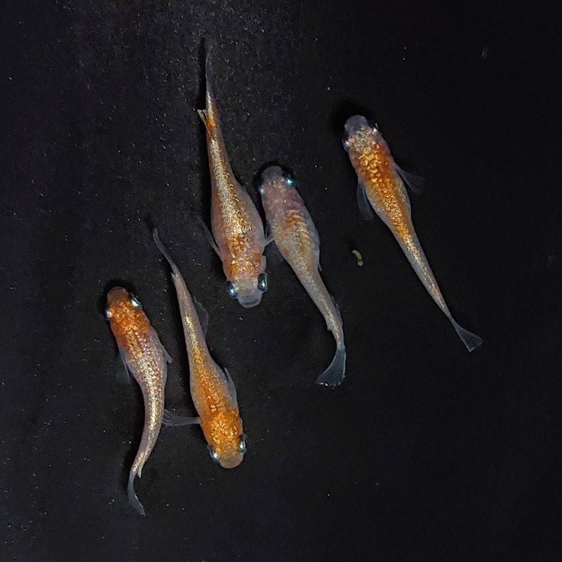 【現物】王彗華　5匹　オス3メス2　3697