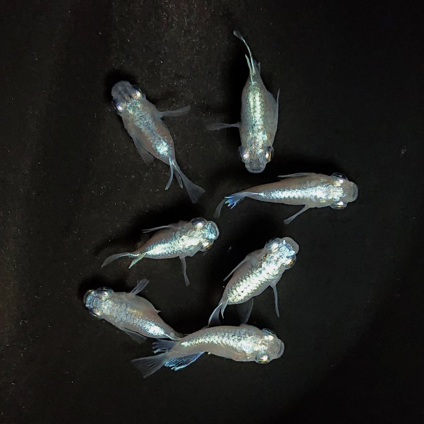 【現物】エンゼル　7匹　オス4メス3　3694