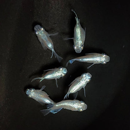 【現物】エンゼル　7匹　オス4メス3　3694