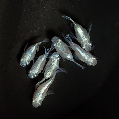 【現物】エンゼル　7匹　オス4メス3　3694