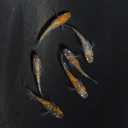 【現物】月華ブルー　6匹　オス2メス4　3698