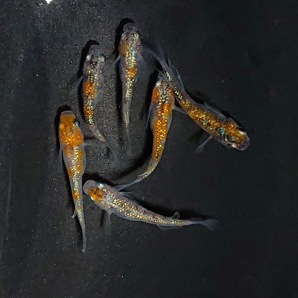 【現物】月華ブルー　6匹　オス2メス4　3698