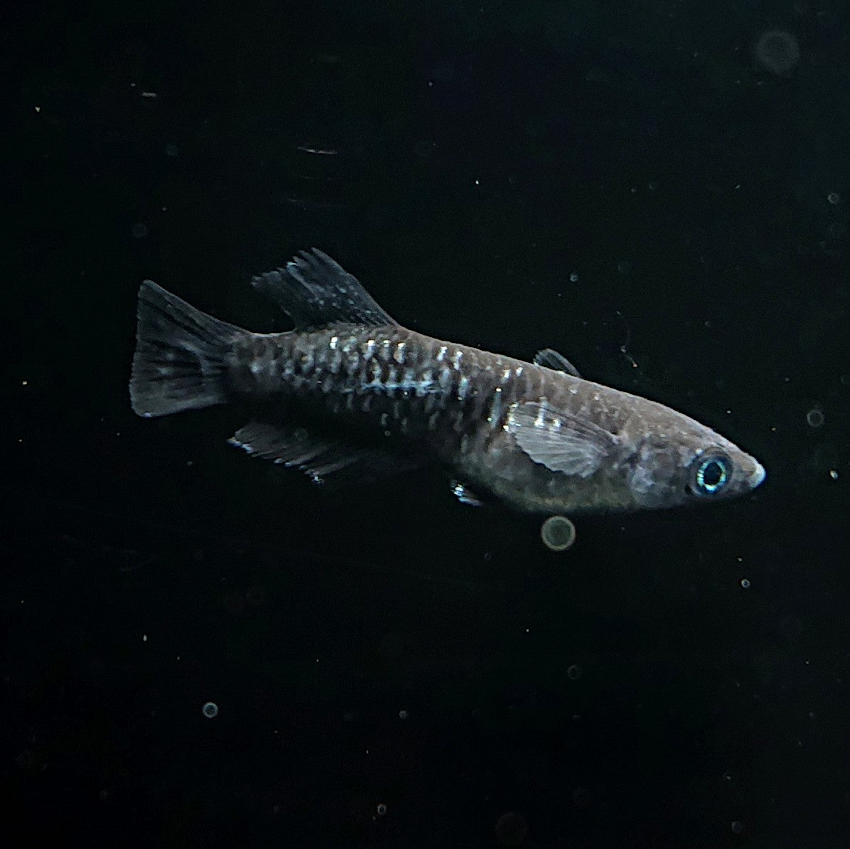 【現物】【上物】ウロボロス 漆黒type　2ペア 抱卵個体　3728