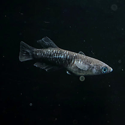 【現物】【上物】ウロボロス 漆黒type　2ペア 抱卵個体　3728