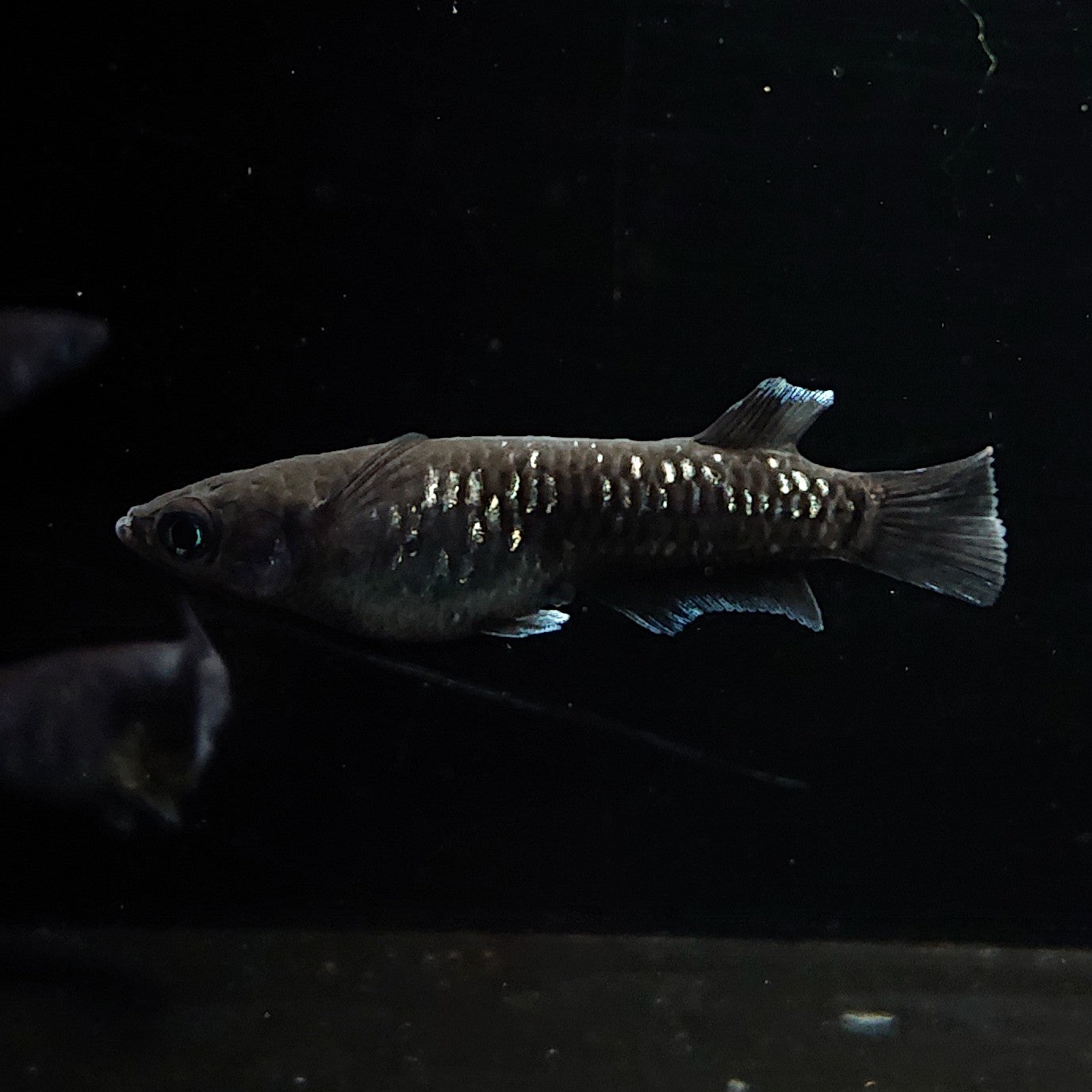 【現物】【上物】ウロボロス 漆黒type　2ペア 抱卵個体　3728