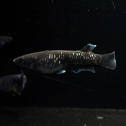 【現物】【上物】ウロボロス 漆黒type　2ペア 抱卵個体　3728