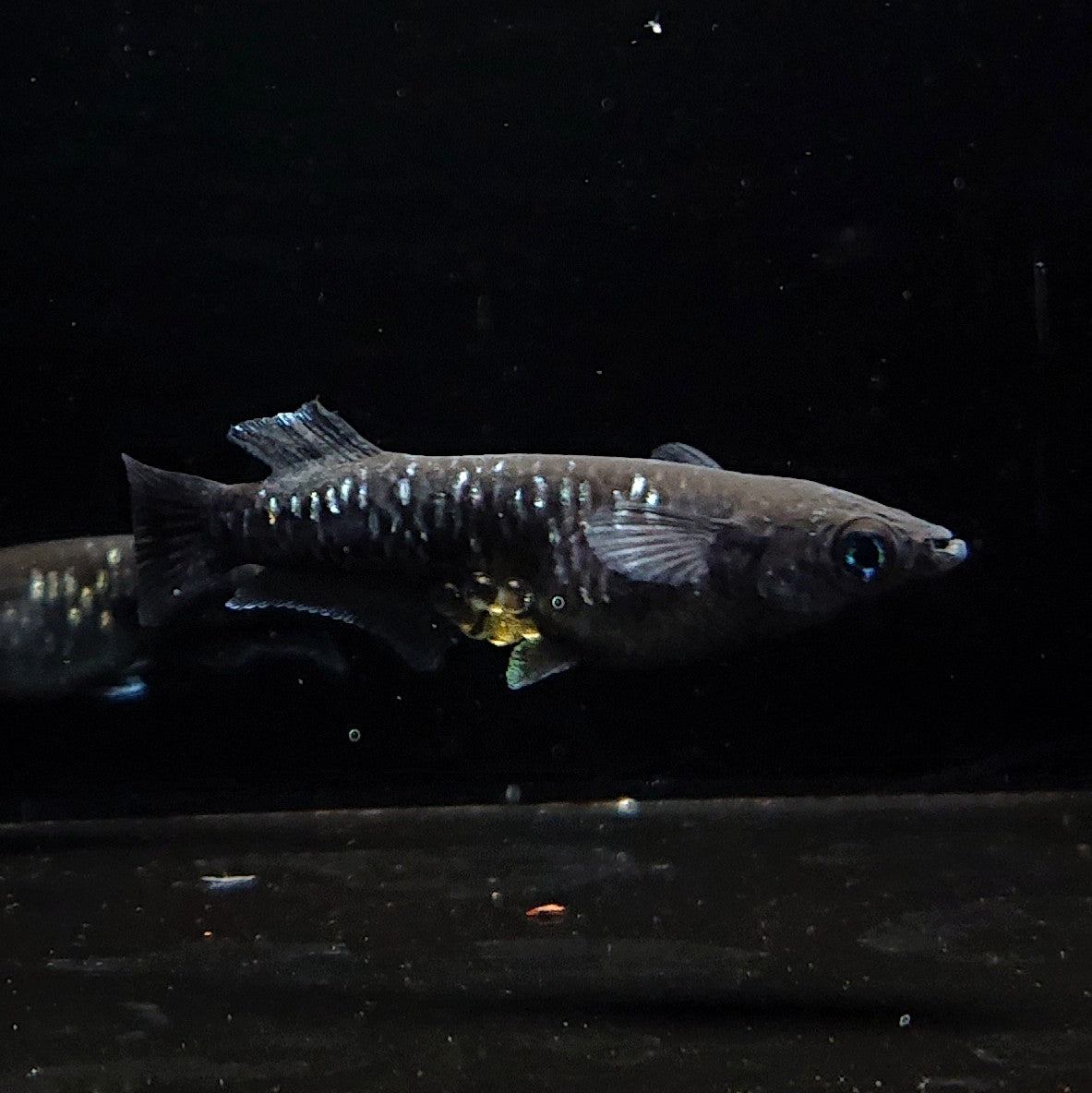 【現物】【上物】ウロボロス 漆黒type　2ペア 抱卵個体　3728