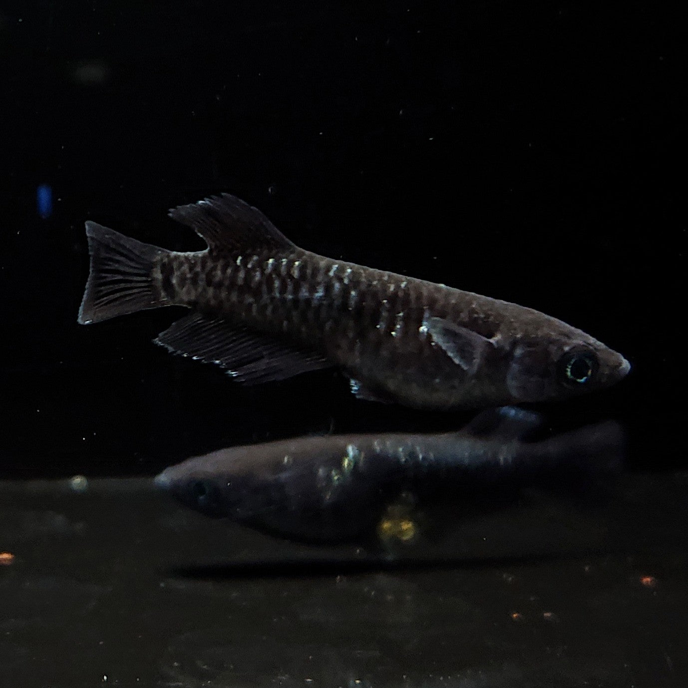 【現物】【上物】ウロボロス 漆黒type　2ペア 抱卵個体　3728