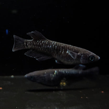 【現物】【上物】ウロボロス 漆黒type　2ペア 抱卵個体　3728