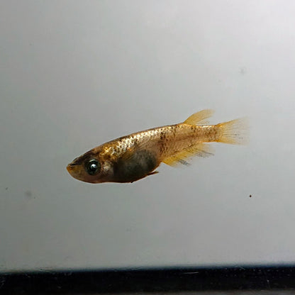 【現物】金閣　2ペア　両眼アースアイ　3706