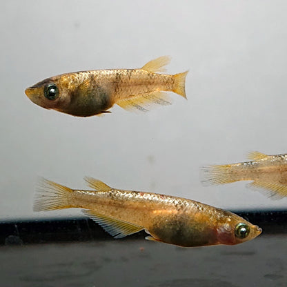 【現物】金閣　2ペア　両眼アースアイ　3706