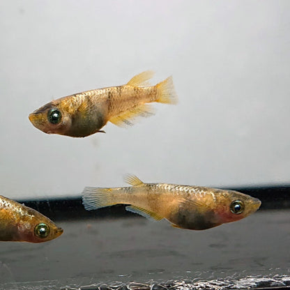 【現物】金閣　2ペア　両眼アースアイ　3706