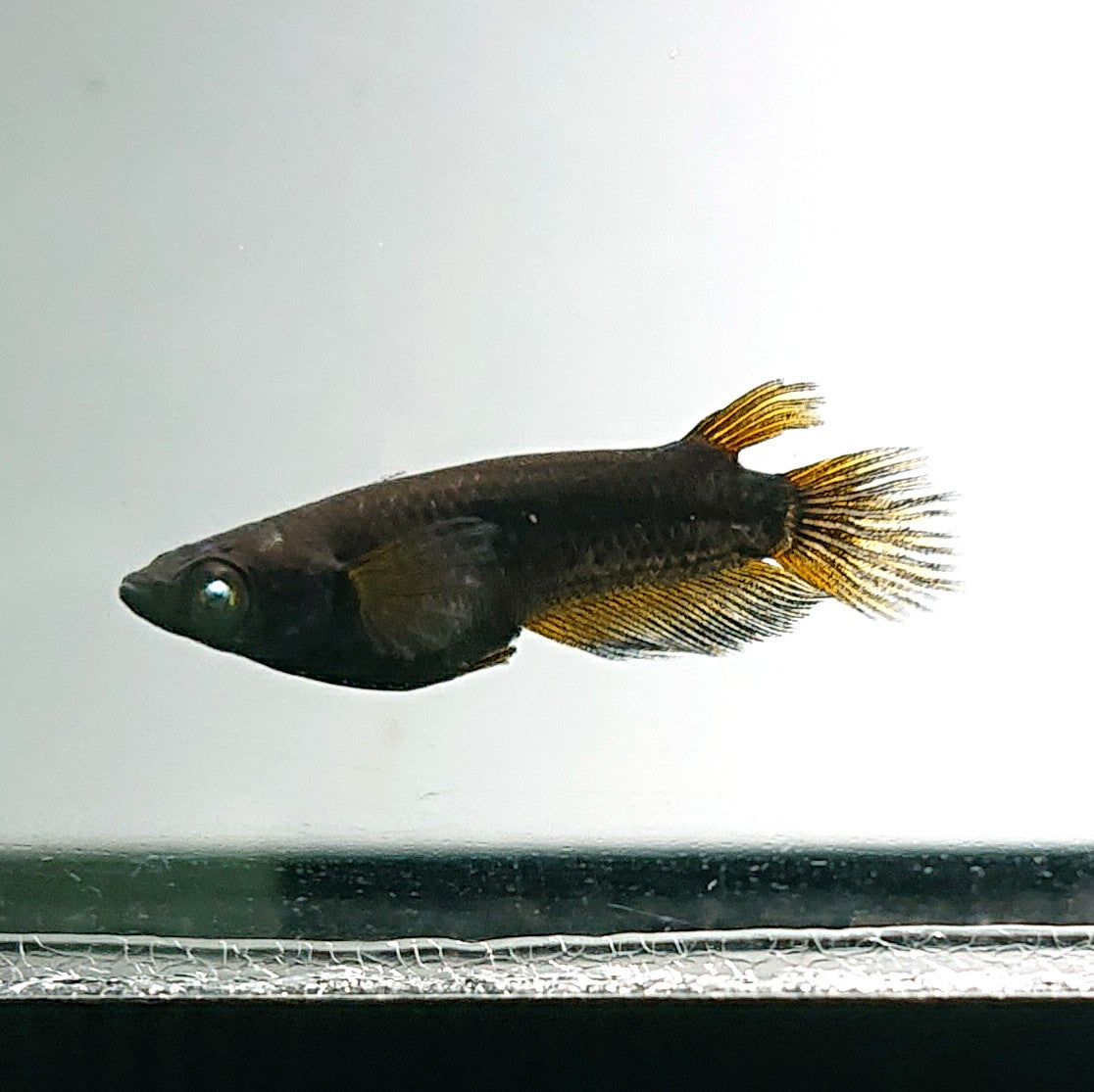 【現物】北辻GODアースアイ松井ヒレ長　2ペア　3708