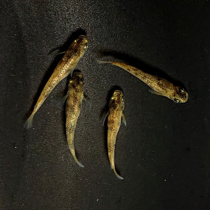 【現物】金閣　2ペア　両眼アースアイ　3706