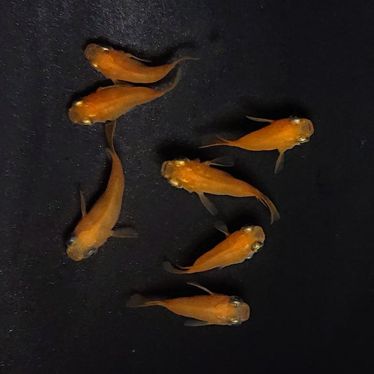 【現物】紅帝だるま　7匹　オス4メス3　3715