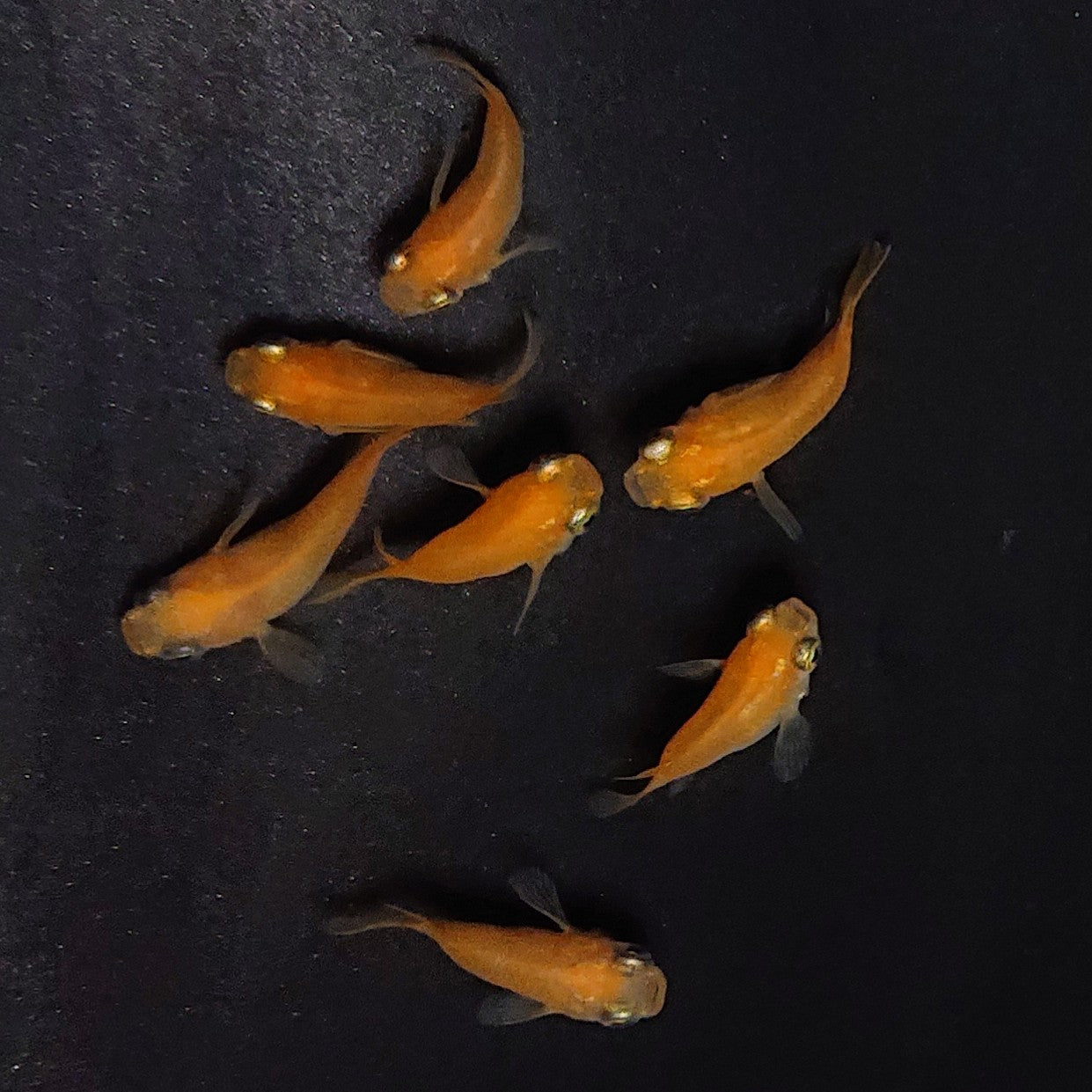 【現物】紅帝だるま　7匹　オス4メス3　3715