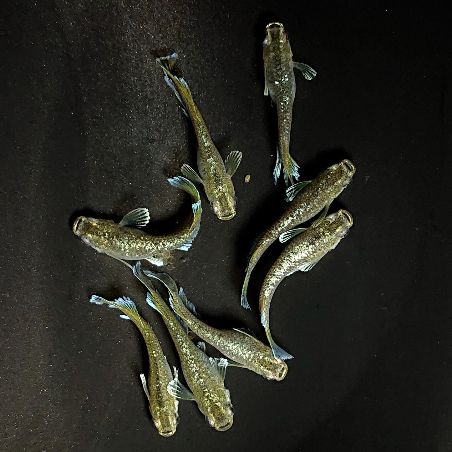 【現物】フロマージュキッシング体外光　8匹　オス3メス5　3713