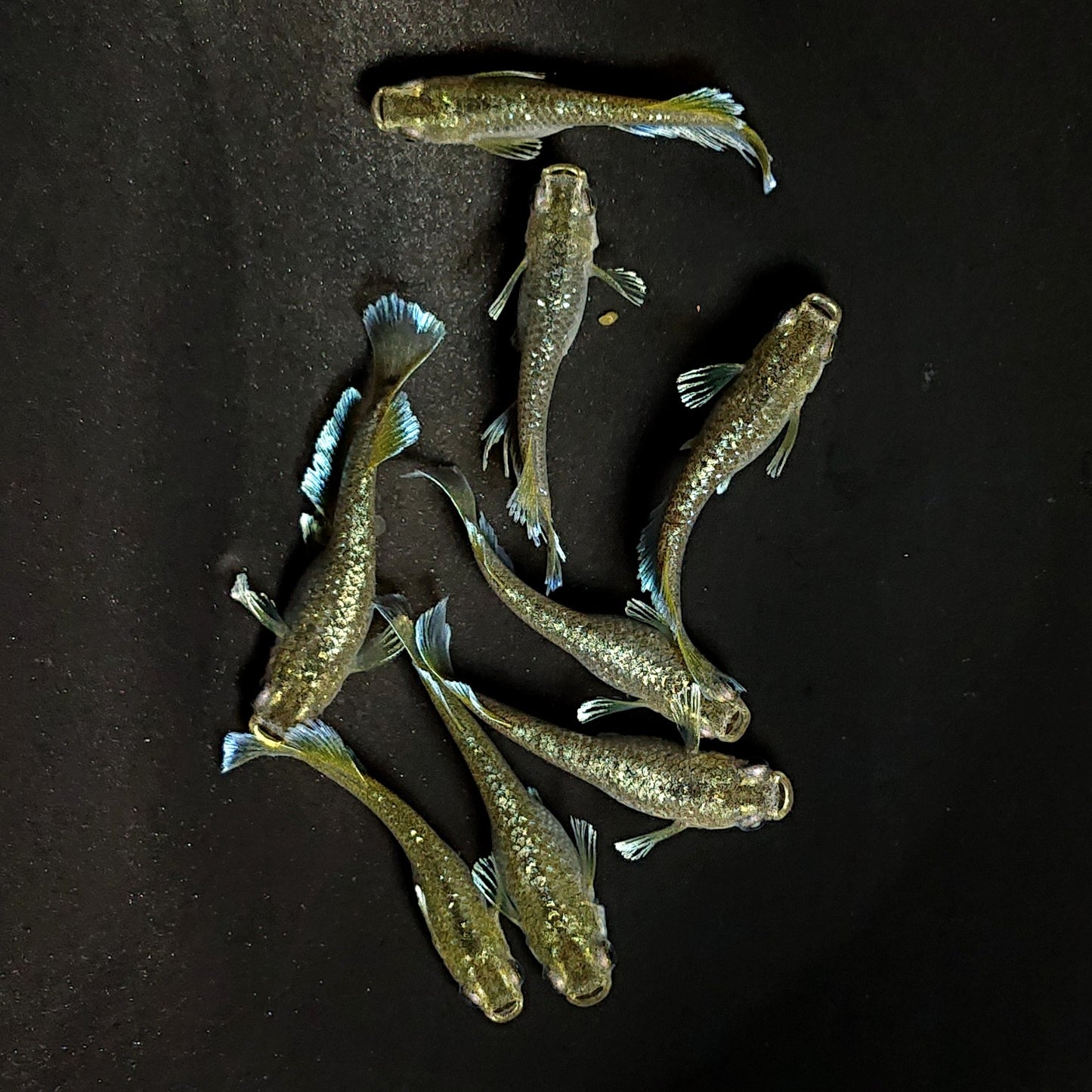 【現物】フロマージュキッシング体外光　8匹　オス3メス5　3713