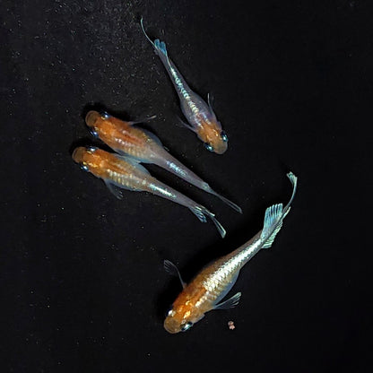 【現物】深紅のデーンモルフォキッシングΩ 丹頂　2ペア　3712