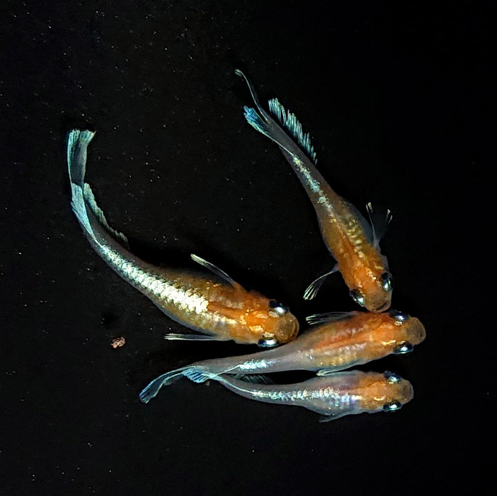 【現物】深紅のデーンモルフォキッシングΩ 丹頂　2ペア　3712