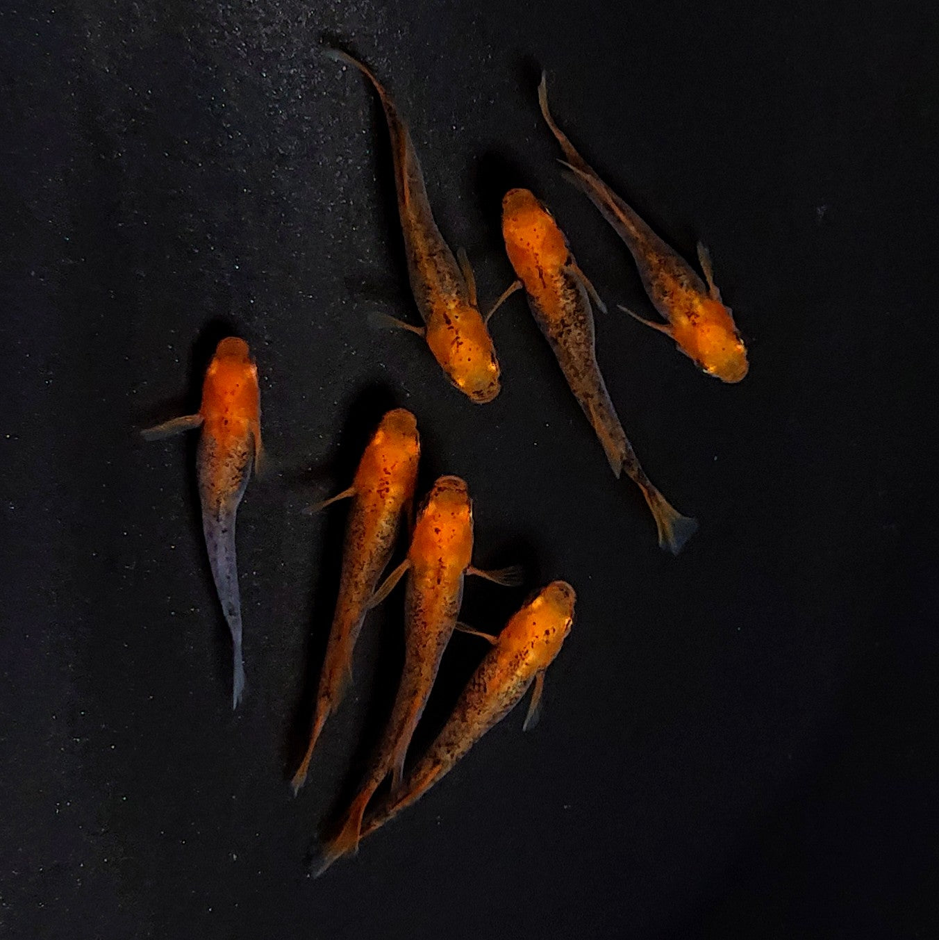 【現物】かぐや　7匹　オス3メス4　3717