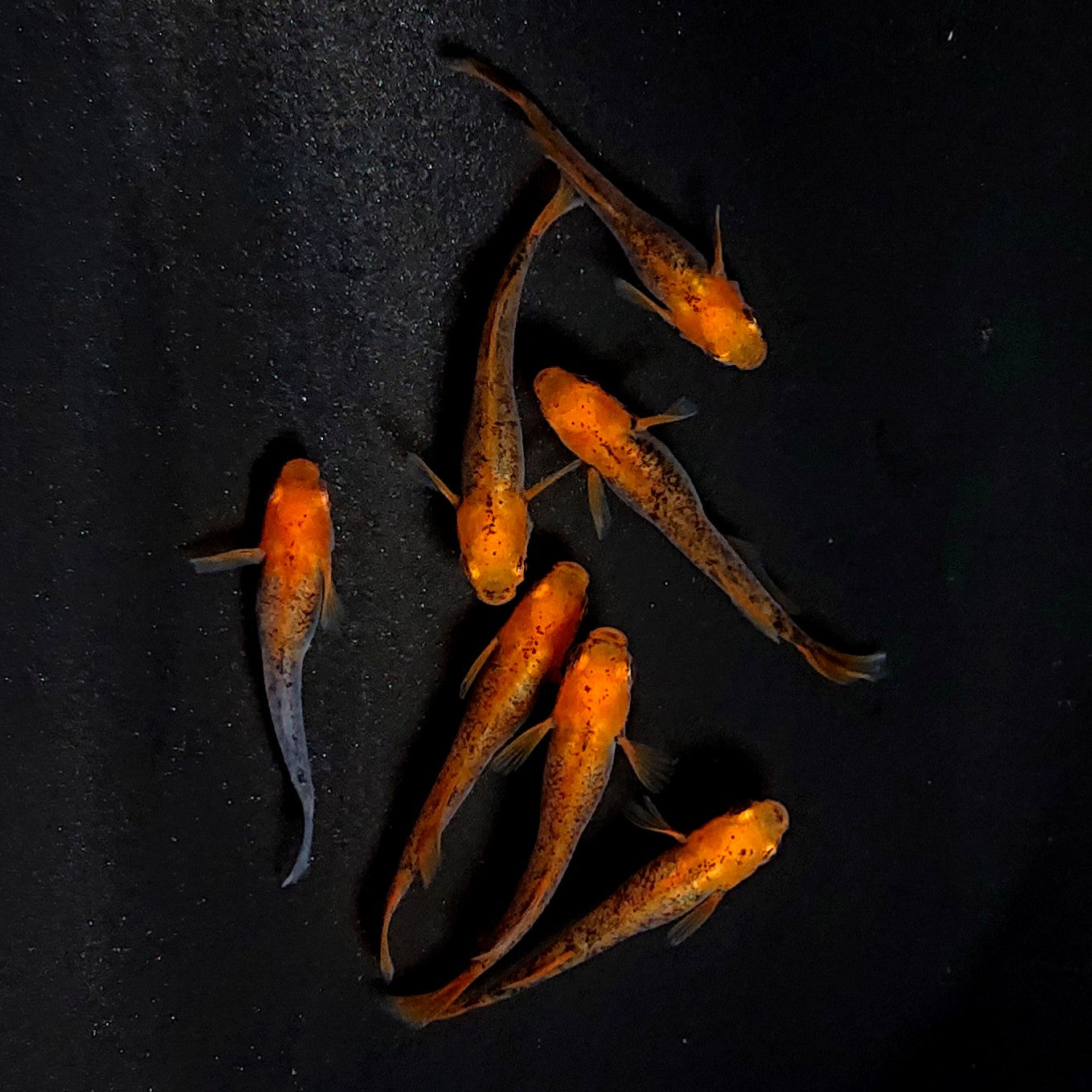 【現物】かぐや　7匹　オス3メス4　3717