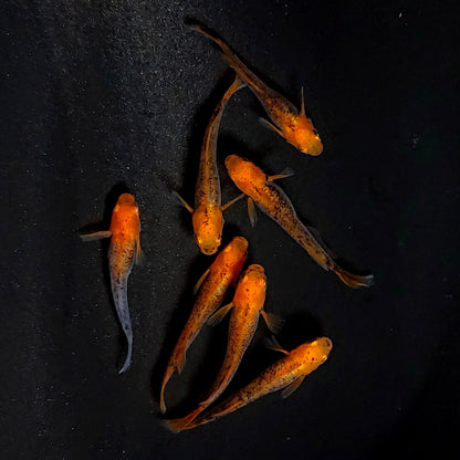 【現物】かぐや　7匹　オス3メス4　3717