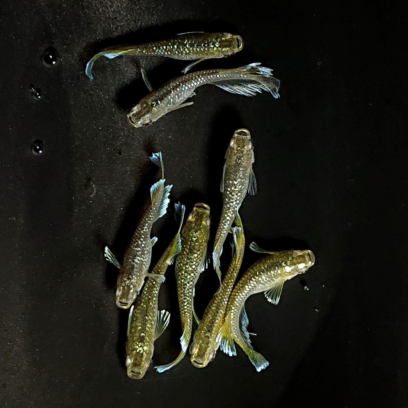 【現物】フロマージュキッシング上見強ラメ　8匹　オス3メス5　3714