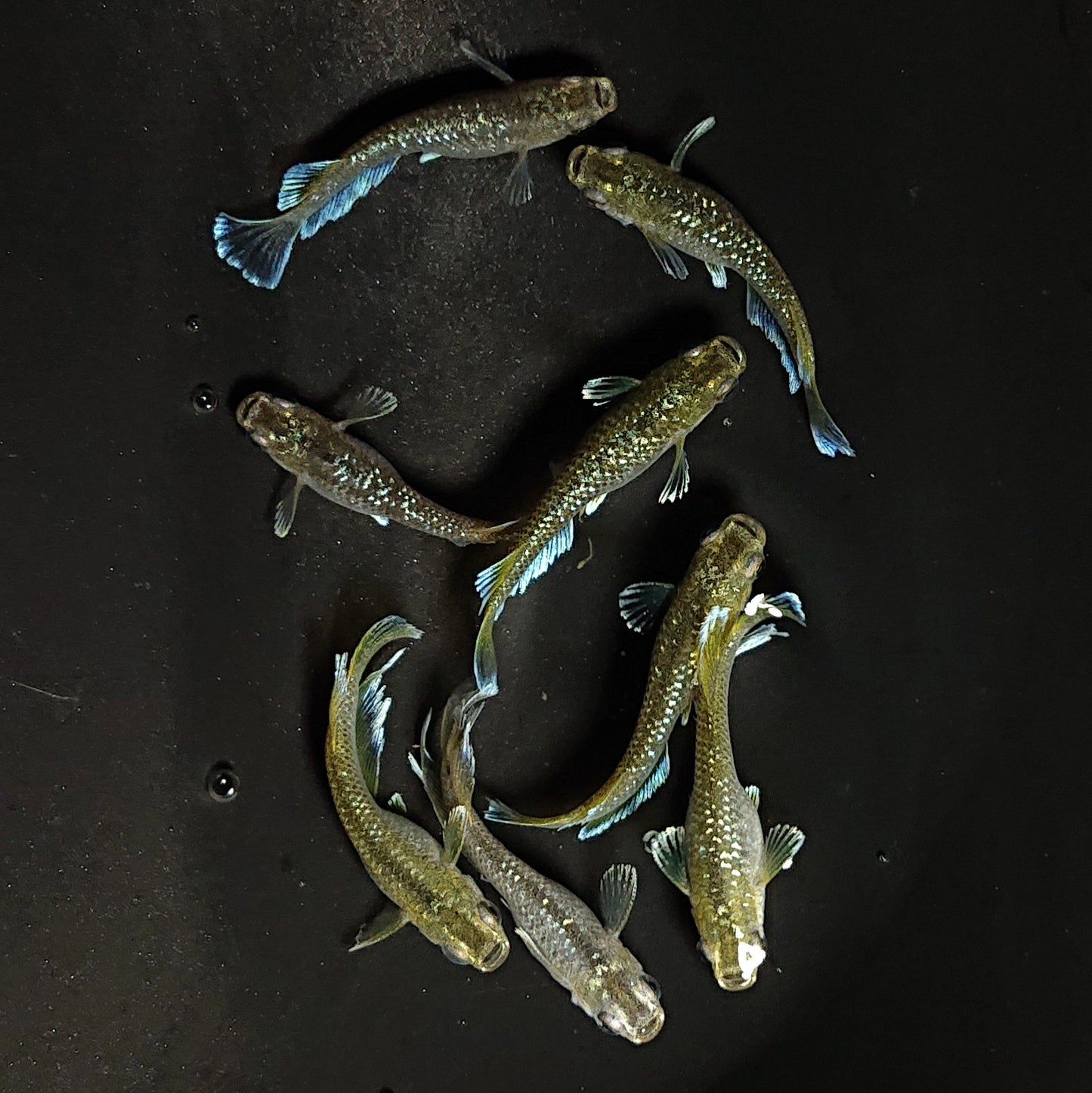 【現物】フロマージュキッシング上見強ラメ　8匹　オス3メス5　3714