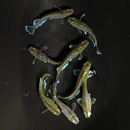 【現物】フロマージュキッシング上見強ラメ　8匹　オス3メス5　3714