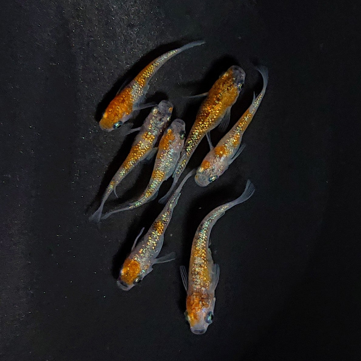 【現物】月華ブルー　7匹　オス4メス3　3711