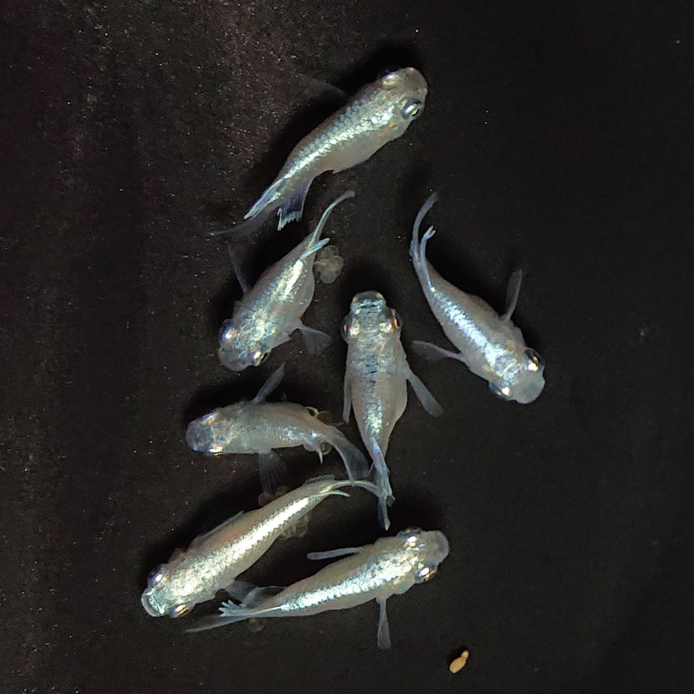 【現物】エンゼル　7匹　オス4メス3　3721