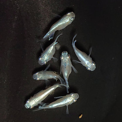 【現物】エンゼル　7匹　オス4メス3　3721