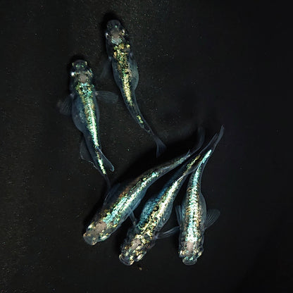 【現物】【NEW】ゴジラ　5匹　オス3メス2　3730