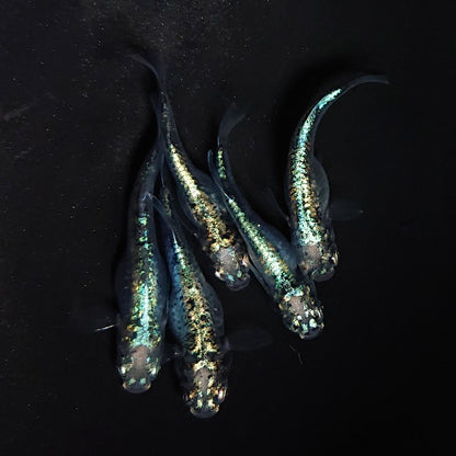 【現物】【NEW】ゴジラ　5匹　オス3メス2　3730