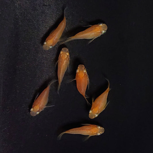 【現物】紅帝だるま　7匹　オス4メス3　3738