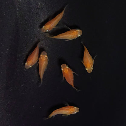 【現物】紅帝だるま　7匹　オス4メス3　3738