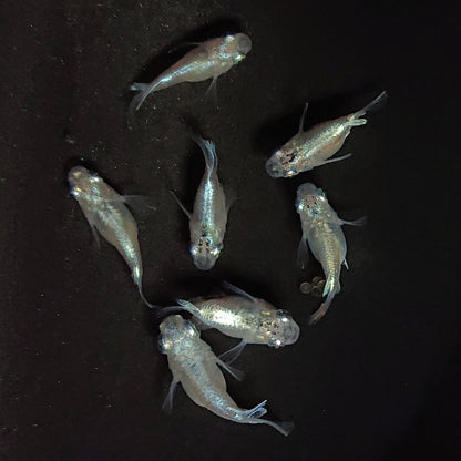 【現物】エンゼル　7匹　オス4メス3　3737