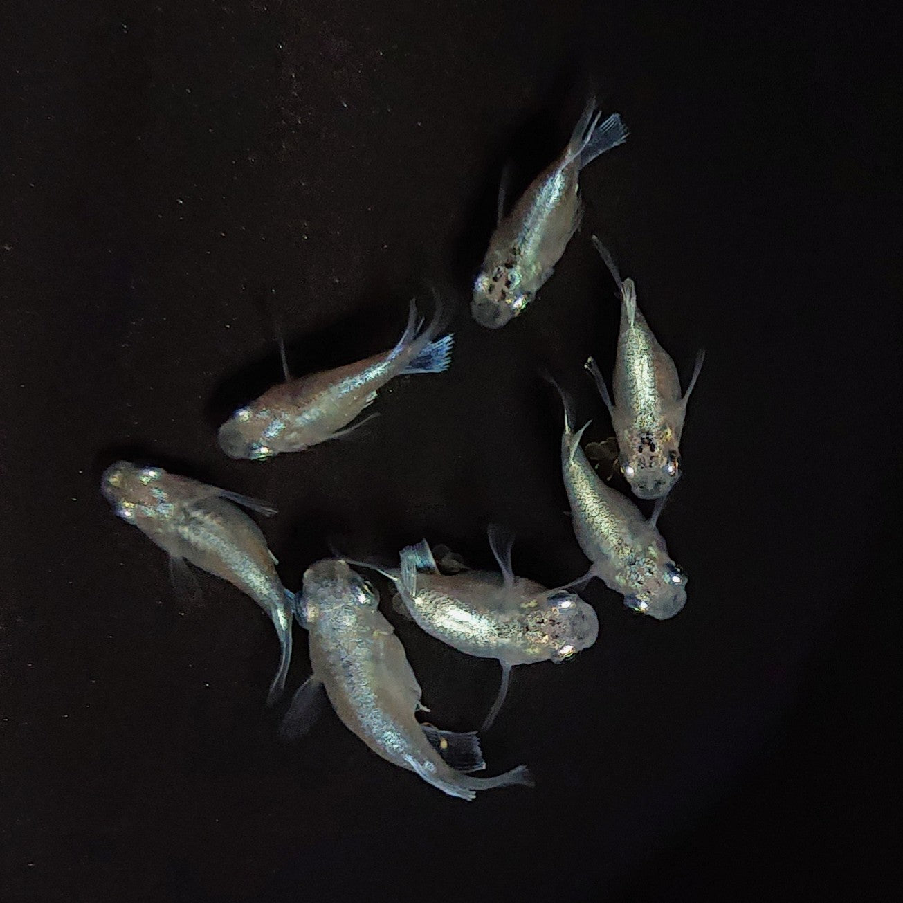 【現物】エンゼル　7匹　オス4メス3　3737