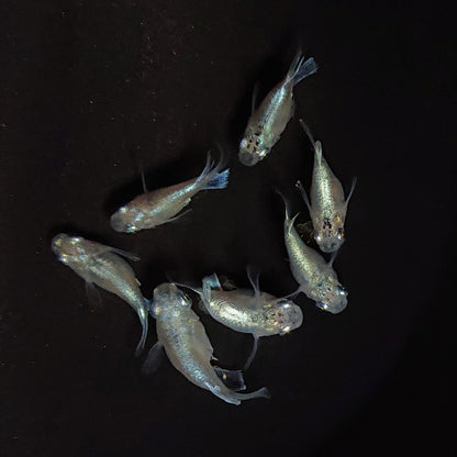 【現物】エンゼル　7匹　オス4メス3　3737