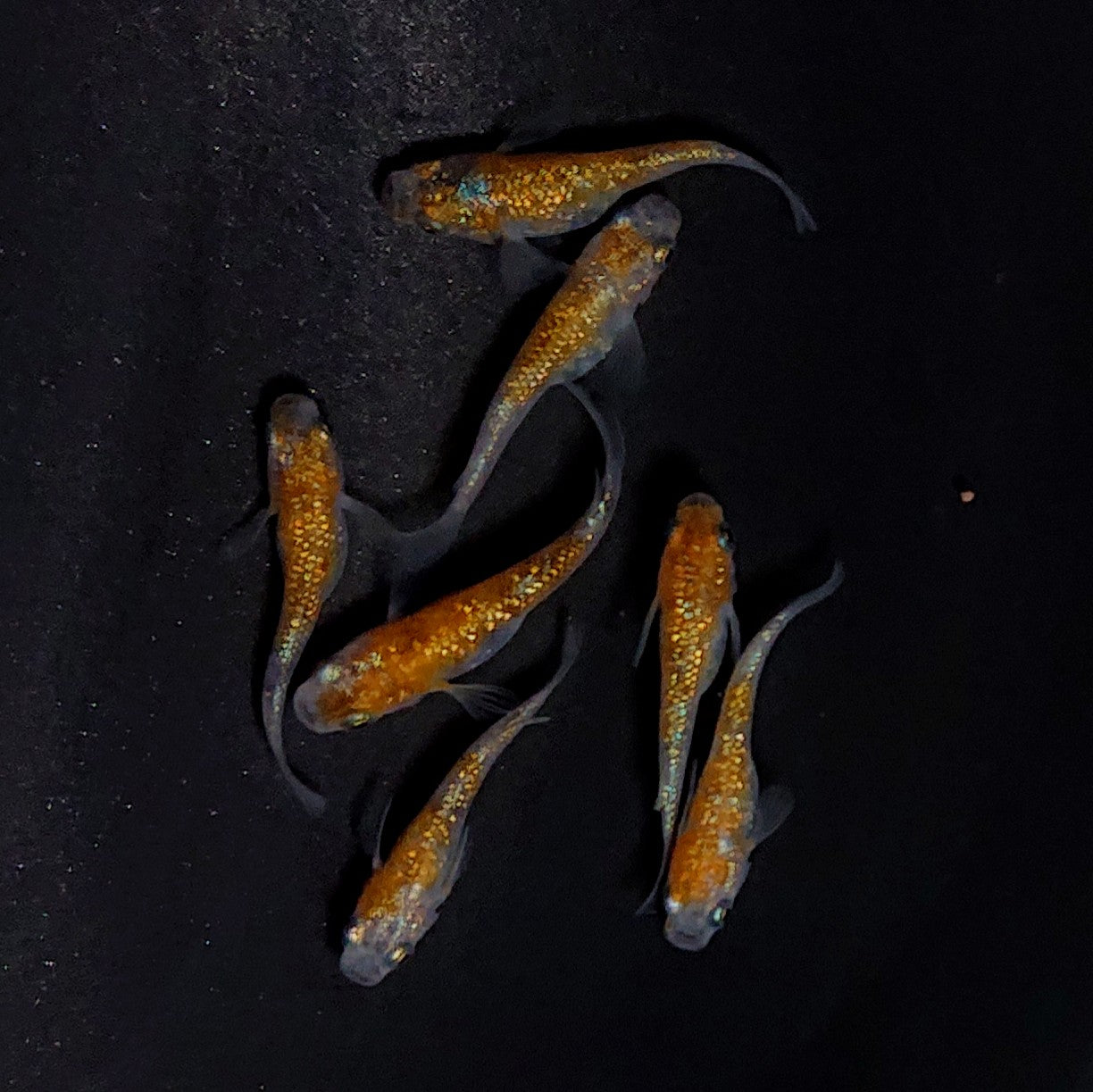 【現物】月華ブルー 　7匹　オス3メス4　3739